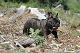 BOULEDOGUE FRANCAIS 037